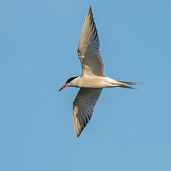 Сommon tern (Sterna hirundo) in flight. The common tern (Sterna hirundo) is a seabird in the family Laridae.