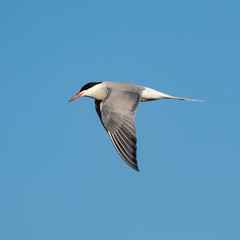 Сommon tern (Sterna hirundo) in flight. The common tern (Sterna hirundo) is a seabird in the family Laridae.