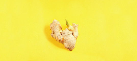 panoramic image of Fresh Ginger root with young green sprout on yellow background. Spring sprout of plant. Seeding ginger root. Longevity Growing new concept. Top view. Copy space. Food concept
