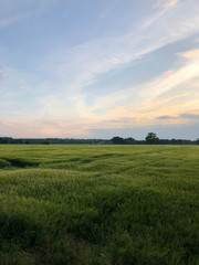 Obraz premium Weizenfeld Sonnenuntergang