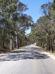 road in the bush