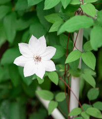 Beautiful white clematis flower