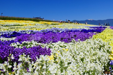 信州スカイパークのパンジー畑。松本、長野、日本。5月下旬。