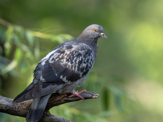 Rock dove or common pigeon (Columba livia) is a widely distributed bird of the Columbidae family. 