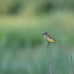 Fototapeta premium The western yellow wagtail (Motacilla flava) is a small passerine in the wagtail family Motacillidae