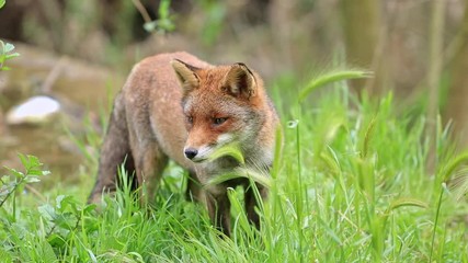 Fixed shot of a hidden fox watching around vigilantly in the grass 