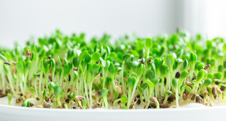 Salad on the windowsill. Microgreens growing. Vegan and healthy eating concept. White background. Close-up. Copy space