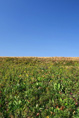 菜の花の咲き始めた早春の朝の江戸川土手と青空