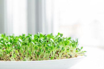 Salad in white plate on the windowsill. Microgreens growing. Healthy eating concept. White background. Close-up