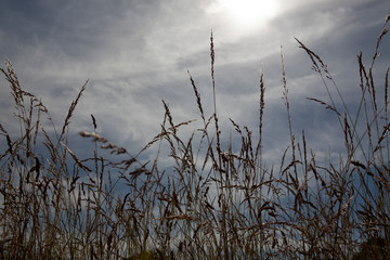 Hautes herbes