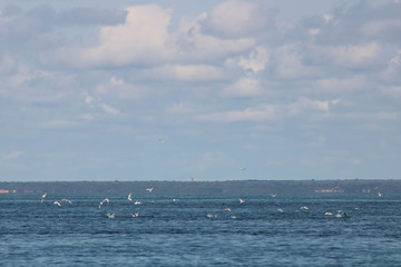 Obraz premium sea guls catching fish in open water