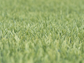 green wheat field and sunny day.  Green wheat field 