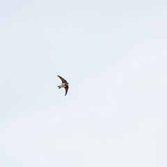 The sand martin (Riparia riparia) in flight