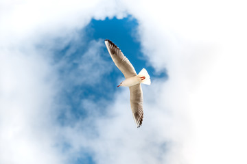 bird seagull flying in the sky against the background of clouds, closeup . Natural background