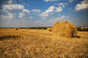 Fototapeta premium Haystacks harvested on a field in late summer