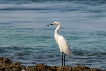 White stork portrait on sea background