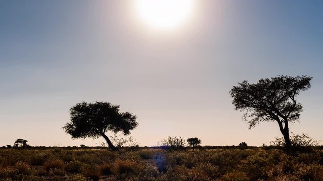 Static daytime timelapse of silhouette Shepherds tree and Acacia trees, open African landscape while sun sets on horizon with sun flare in wilderness safari park, Botswana, Central Kalahari.