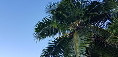 Fototapeta na wymiar selective focus, nature with palm trees on the island