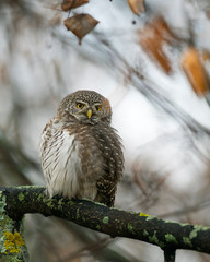 The Eurasian pygmy owl (Glaucidium passerinum) is the smallest owl in Europe.