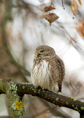 The Eurasian pygmy owl (Glaucidium passerinum) is the smallest owl in Europe.