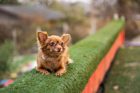 chihuahua in the garden