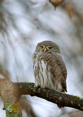 The Eurasian pygmy owl (Glaucidium passerinum) is the smallest owl in Europe.