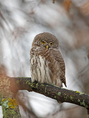 The Eurasian pygmy owl (Glaucidium passerinum) is the smallest owl in Europe.