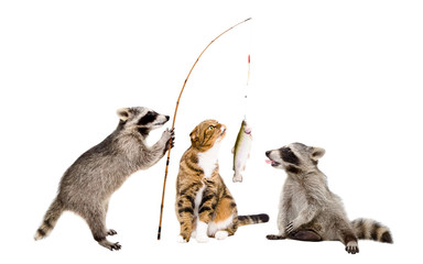 Two raccoons and cat with a trout caught on a fishing rod, isolated on white background