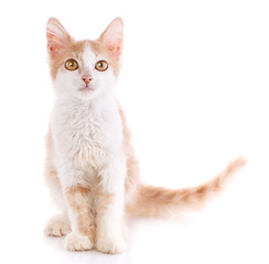 Portrait of domestic red kitten. Cute young cat sitting.