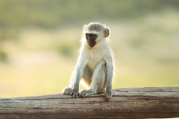 monkey child sitting on wooden fence and relaxing in the sun