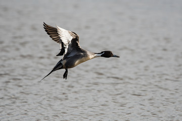 Male of Northern pintail in habitat. His Latin name is Anas acuta.