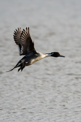 Male of Northern pintail in habitat. His Latin name is Anas acuta.