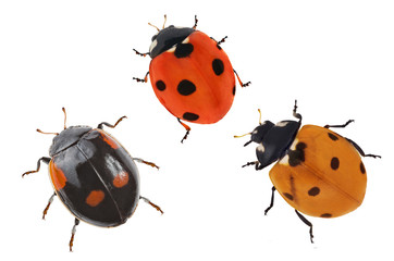 three small ladybugs on white