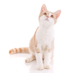 Cute red and white young cat isolated