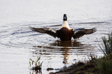 Northern Shoveler in habitat. His Latin name is Anas clypeata.