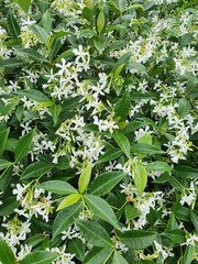 white flowers in the garden