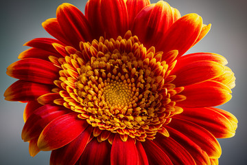 Closeup of Red and Yellow Gerbera Daisy