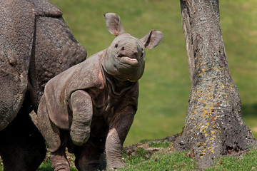 RHINOCEROS INDIEN rhinoceros unicornis