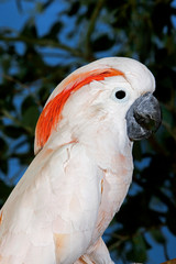 CACATOES A HUPPE ROUGE cacatua moluccensis