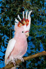 CACATOES A HUPPE ROUGE cacatua moluccensis