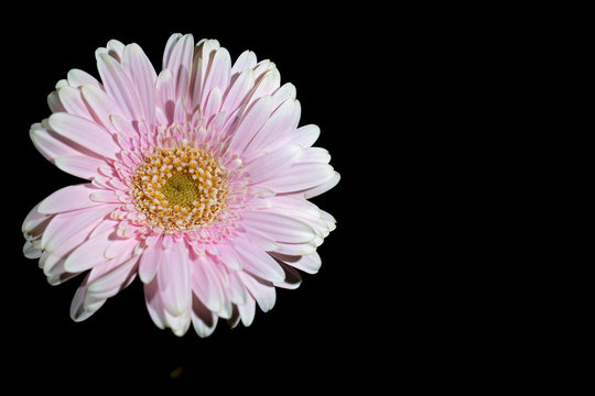Purple Flower