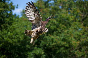 HIBOU GRAND DUC DU CAP bubo capensis