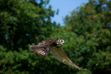 HIBOU GRAND DUC DU CAP bubo capensis
