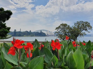 Fototapeta na wymiar Red flowers and Sydney skyline