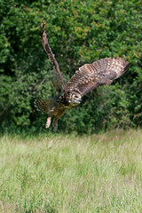 HIBOU GRAND DUC DU CAP bubo capensis