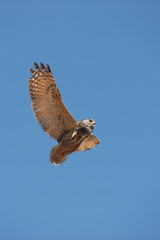 HIBOU GRAND DUC DU CAP bubo capensis