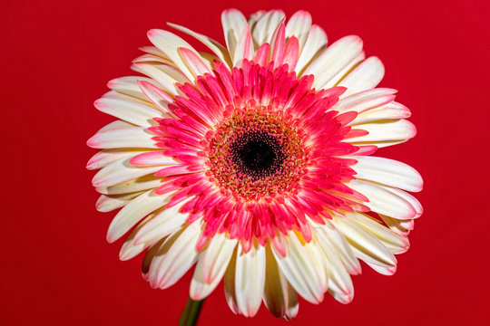 Flower Impact