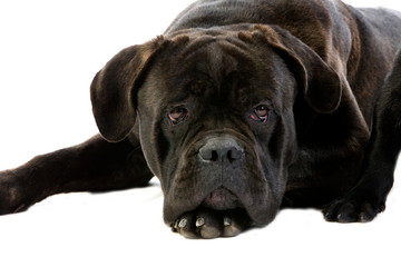 CANE CORSO