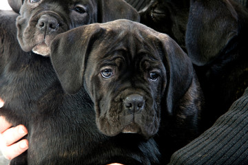 CANE CORSO
