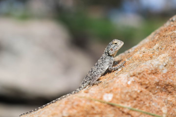 Naklejka na ściany i meble exotic gecko warming up on a sunny day